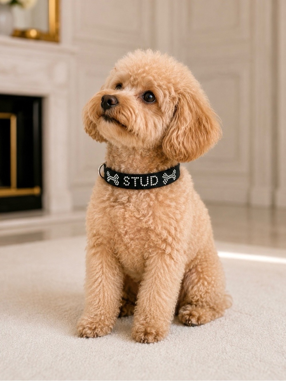 “STUD” PET COLLAR